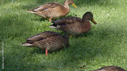 A group of mallards stands on a green meadow, eating food and insects with vibrant colors and a peaceful environment. During the day, without people.