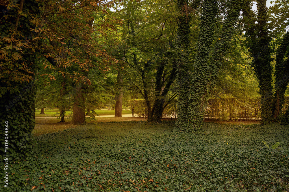 Tranquil Forest Scene With Dense Ivy-Covered Trees At Dusk
