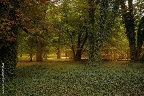 Tranquil Forest Scene With Dense Ivy-Covered Trees At Dusk