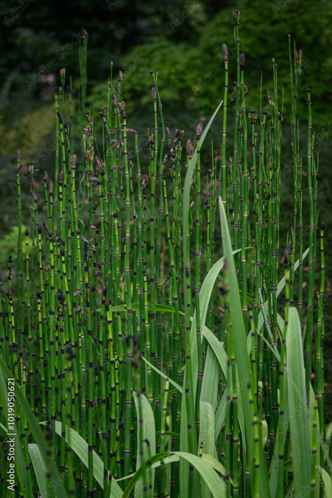 Obraz premium Horsetail and its green stem with flower. 