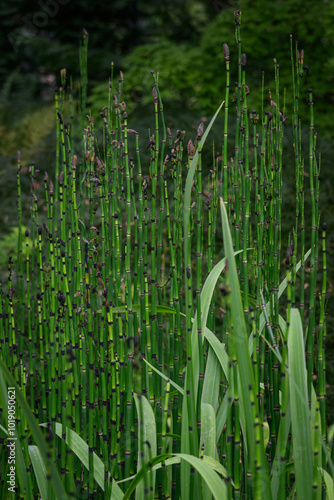 Horsetail and its green stem with flower.
 photo