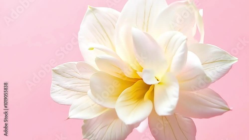 Delicate white flower in full bloom against a soft pink background, creating a serene and elegant aesthetic