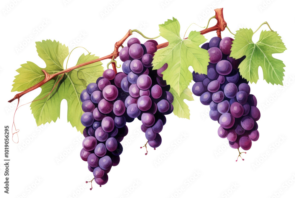 PNG Vineyard grapes fruit plant. PNG Vineyard grapes fruit plant.