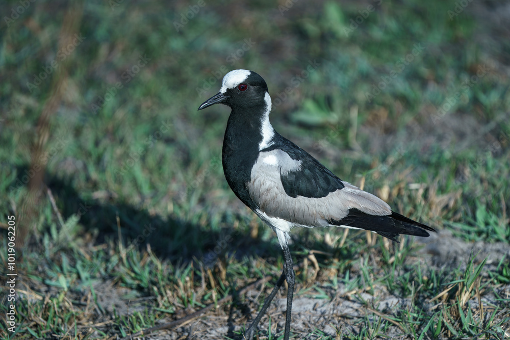 black-winged lapwing bird isolated seen on safari in Botswana black-winged lapwing bird isolated seen on safari in Botswana