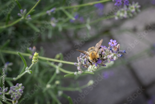 A bee pollinates a lavender flower. 