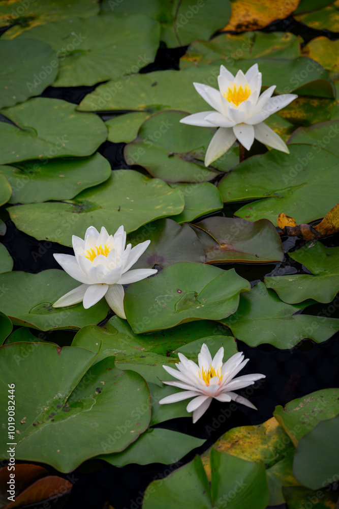 White water lily flower and green leaves.
White water lily flower and green leaves.