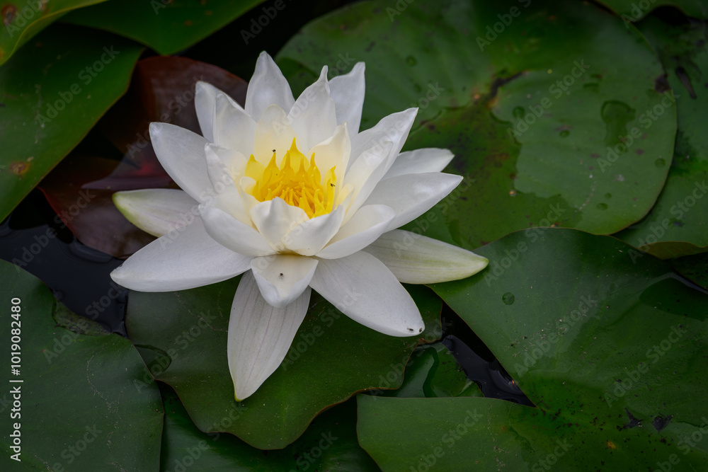 White water lily flower and green leaves.
White water lily flower and green leaves.
