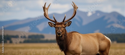 A lone bull elk stands majestically within its natural wilderness habitat photo