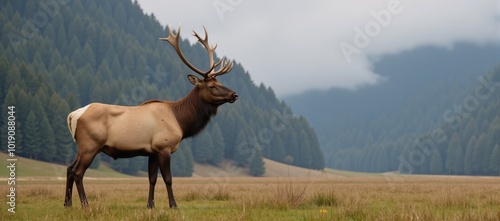 Large elk amidst foggy forest landscape atop a green field photo