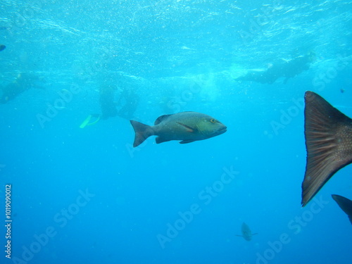 fish - great barrier reef