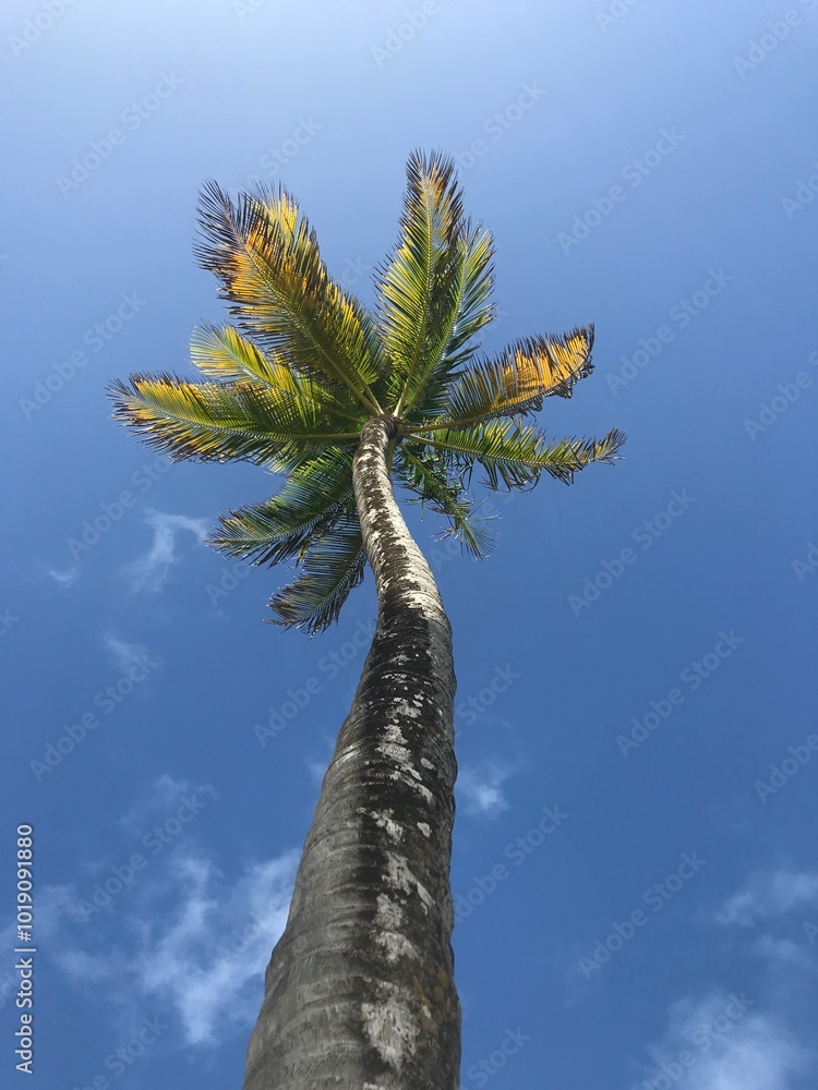 Fototapeta premium palm tree 