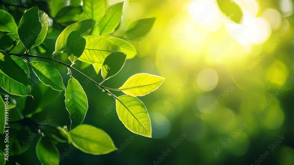 Green leaves with a sunlit bokeh background, a nature-inspired scene Green leaves with a sunlit bokeh background, a nature-inspired scene