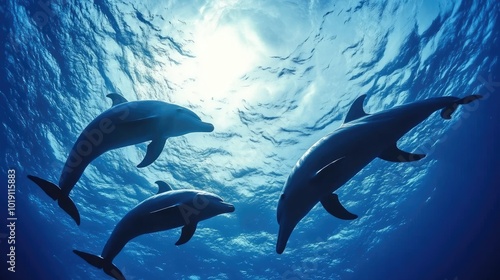 Playful Dolphins Swimming in Clear Ocean Water