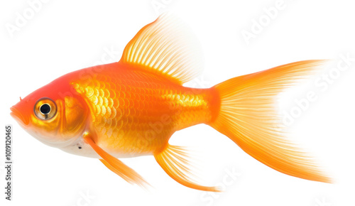 PNG A red gold fish goldfish animal white background.