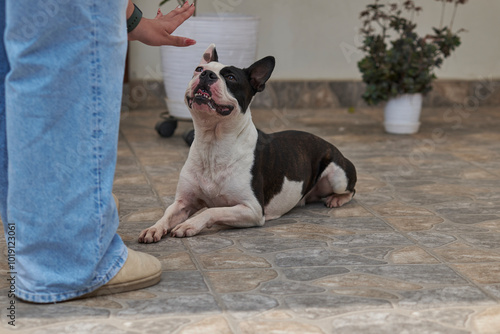 Boston Terrier, pet in obedience, receiving the order to crouch given by the trainer