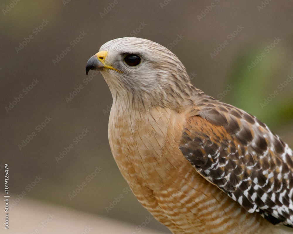 Portrait of a Red Shouldered Hawk at the Wakodahachee Wetlands in Delray Beach Florida. Portrait of a Red Shouldered Hawk at the Wakodahachee Wetlands in Delray Beach Florida.