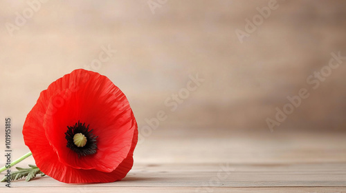 A single red poppy on an empty background, Veteran's Day concept