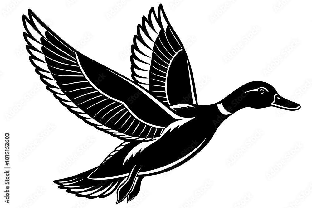 Fototapeta premium Flying mallard duck vector art illustration 