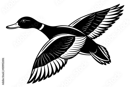 Flying mallard duck vector art illustration 