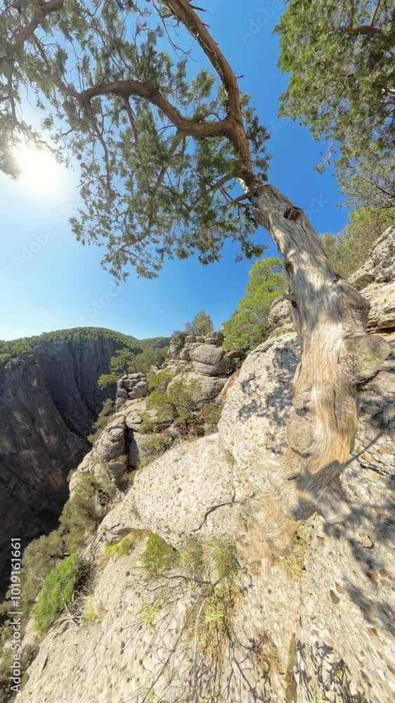 Sunlight shines through the branches of a twisted Tree, framing the view of a steep Canyon. The scene captures the dramatic height and rugged terrain, with a serene Forest in the distance. Sunlight shines through the branches of a twisted Tree, framing the view of a steep Canyon. The scene captures the dramatic height and rugged terrain, with a serene Forest in the distance.