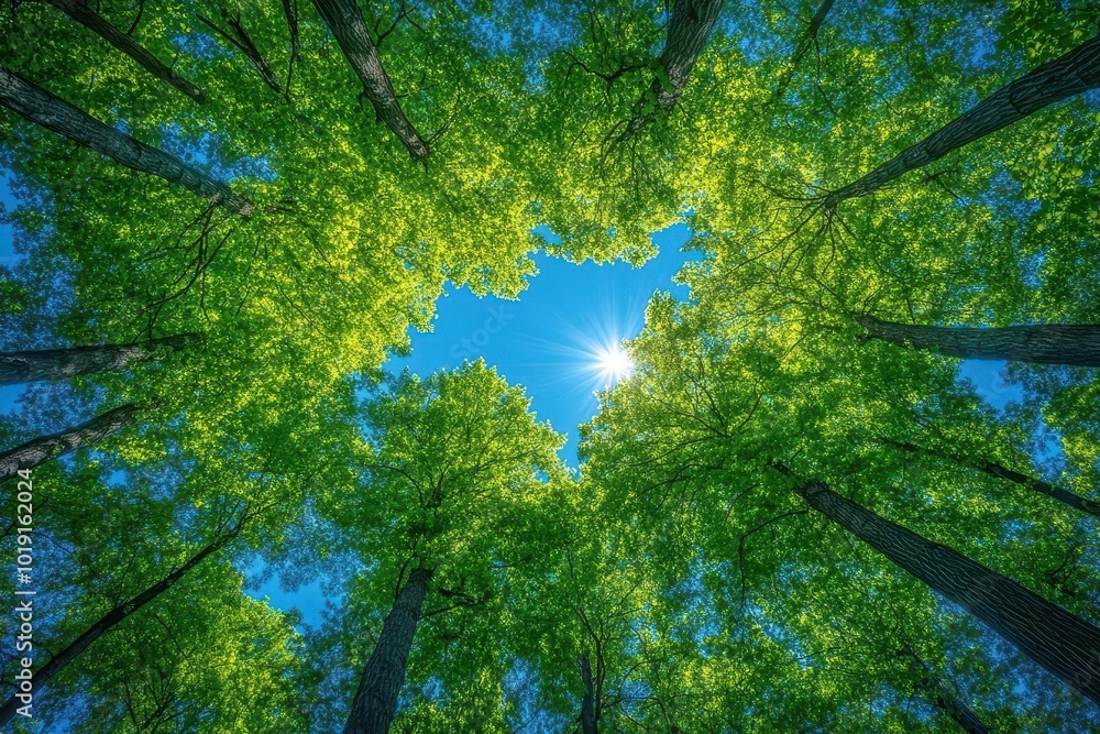 Fototapeta premium perspective view of towering trees in a lush forest their vibrant green tops forming a canopy against the clear blue sky inviting a sense of peace and connection with nature