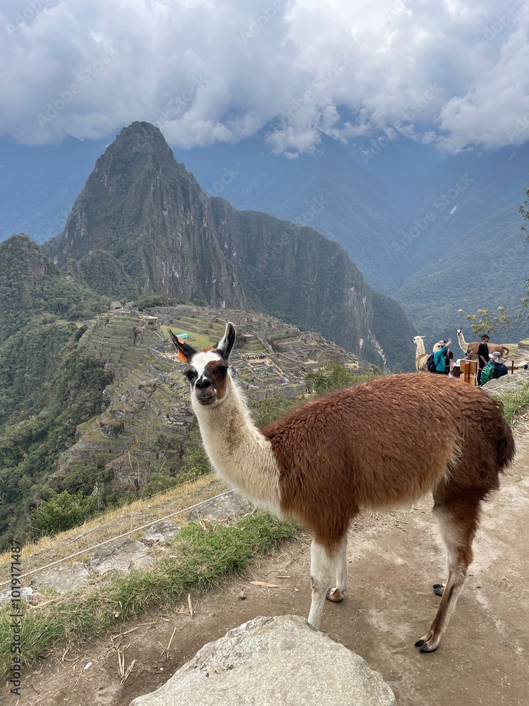 Obraz premium alpaca in the mountains, Machu Picchu 