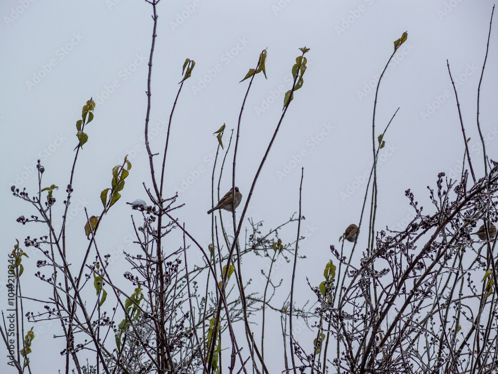 Obraz premium Sparrows on the branches