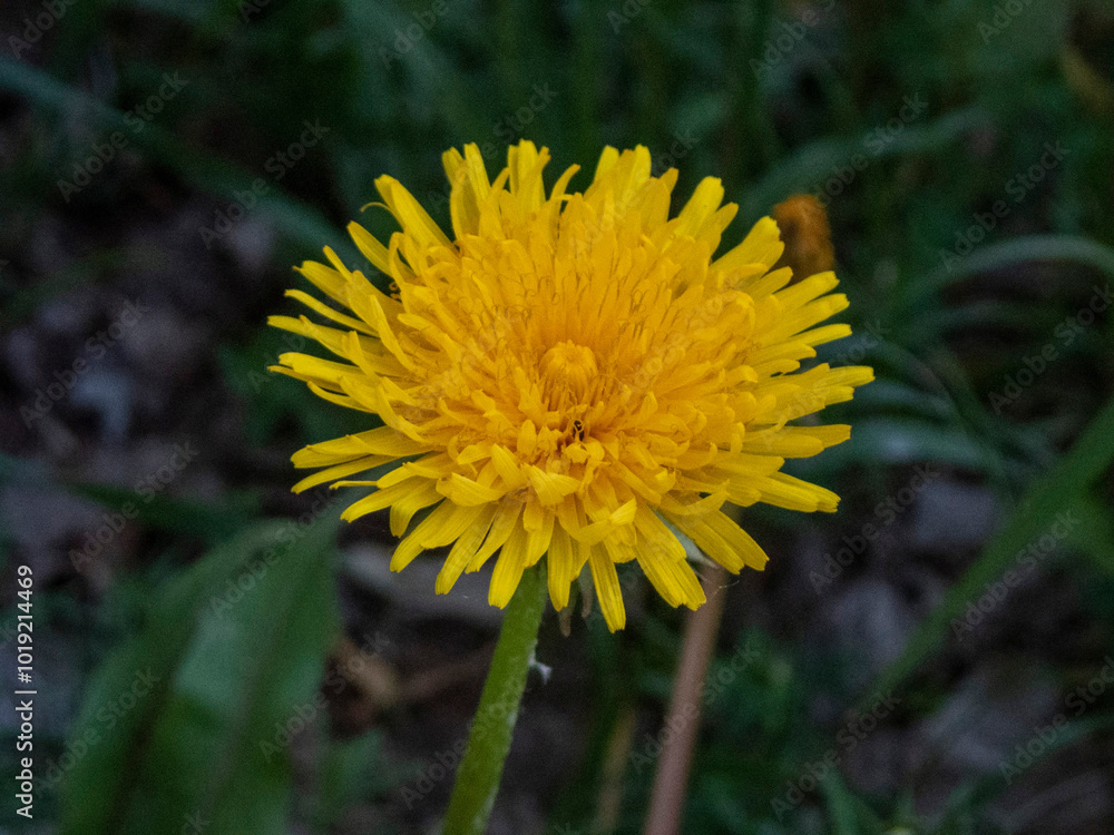 Yellow dandelion field Yellow dandelion field