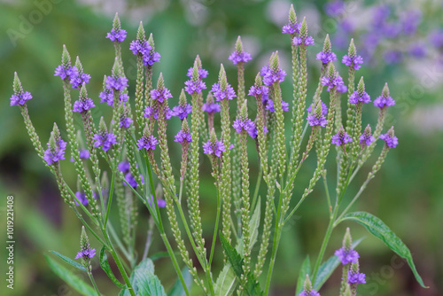 blue vervain flowers