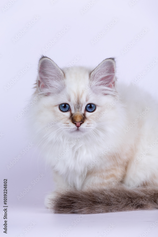 Sacred Birman kitten seal tabby point color, birma Cat isolated on a white background, studio photo Sacred Birman kitten seal tabby point color, birma Cat isolated on a white background, studio photo