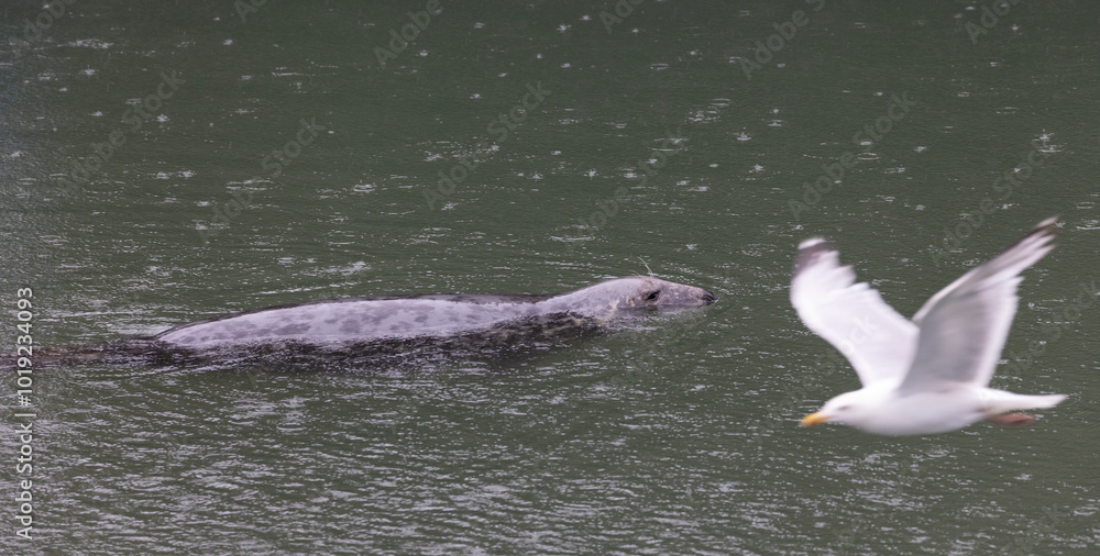 Harbour Seal and Seagull, Pittenweem, Scotland
Harbour Seal and Seagull, Pittenweem, Scotland