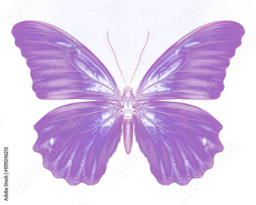 PNG Butterfly purple animal insect.