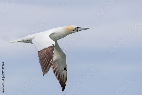 Ganet in Flight 