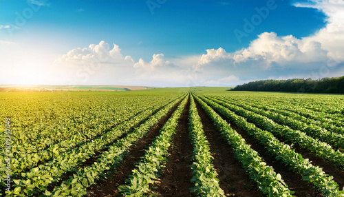 Soybean field ripening at spring season, agricultural landscape.