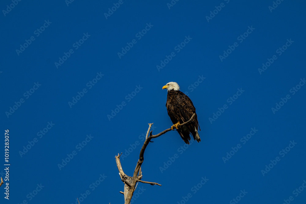american bald eagle