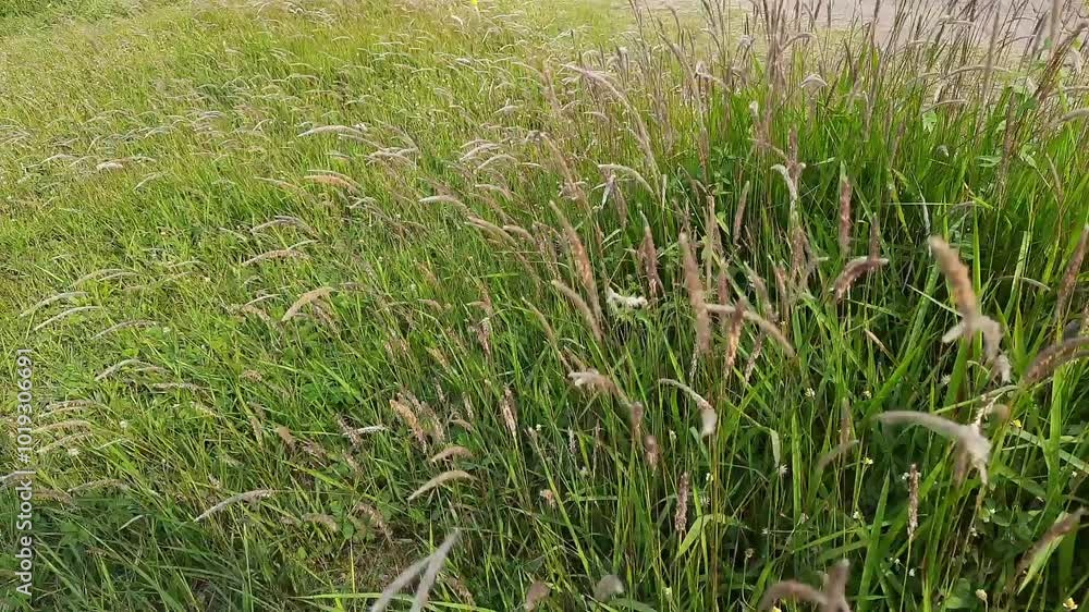 Alang alang grass (Imperata cylindrica) blowing in the wind, swaying grass, expanse of weeds, background of grass blowing in the wind Alang alang grass (Imperata cylindrica) blowing in the wind, swaying grass, expanse of weeds, background of grass blowing in the wind