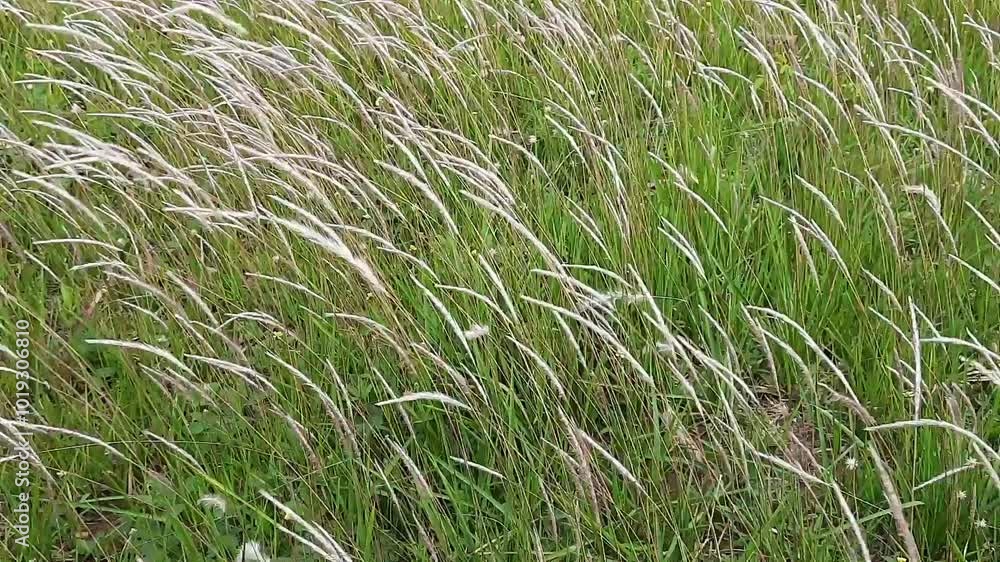 Alang alang grass (Imperata cylindrica) blowing in the wind, swaying grass, expanse of weeds, background of grass blowing in the wind Alang alang grass (Imperata cylindrica) blowing in the wind, swaying grass, expanse of weeds, background of grass blowing in the wind