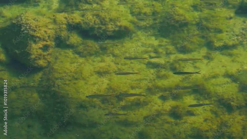 grass and water grass and water