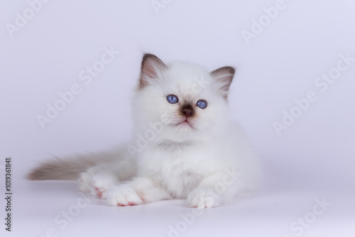 Sacred Birman kitten shocolate point color, birma Cat isolated on a white background, studio photo.