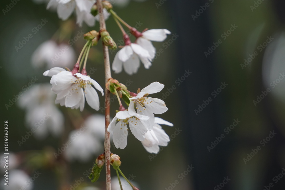 delicate petals delicate petals