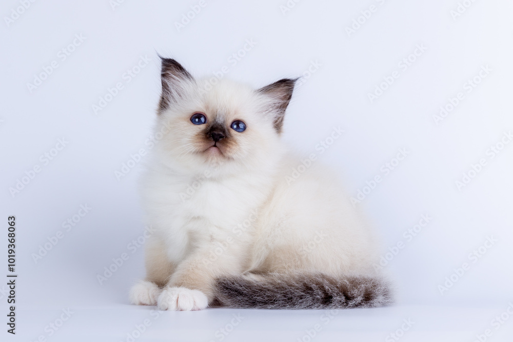 Sacred Birman kitten shocolate point color, birma Cat isolated on a white background, studio photo Sacred Birman kitten shocolate point color, birma Cat isolated on a white background, studio photo