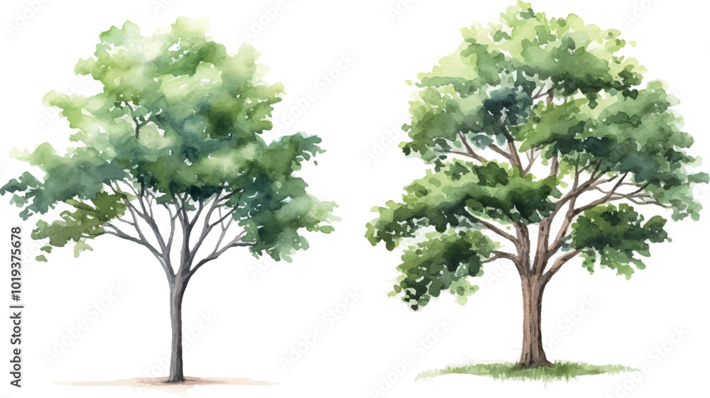 tree isolated on white tree isolated on white