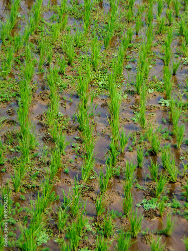 rice paddy field