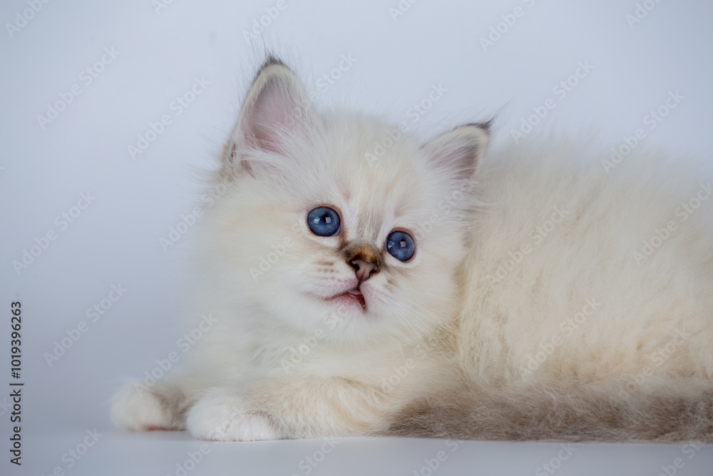 Sacred Birman kitten seal tabby point color, birma Cat isolated on a white background, studio photo Sacred Birman kitten seal tabby point color, birma Cat isolated on a white background, studio photo