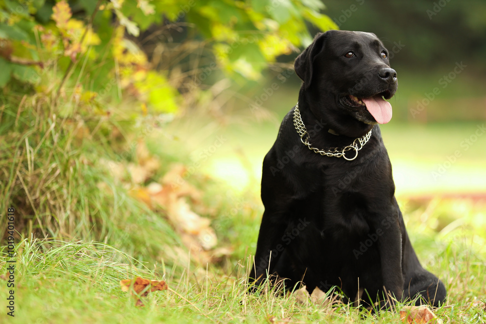 Adorable Labrador Retriever dog sitting on green grass outdoors. Space for text Adorable Labrador Retriever dog sitting on green grass outdoors. Space for text