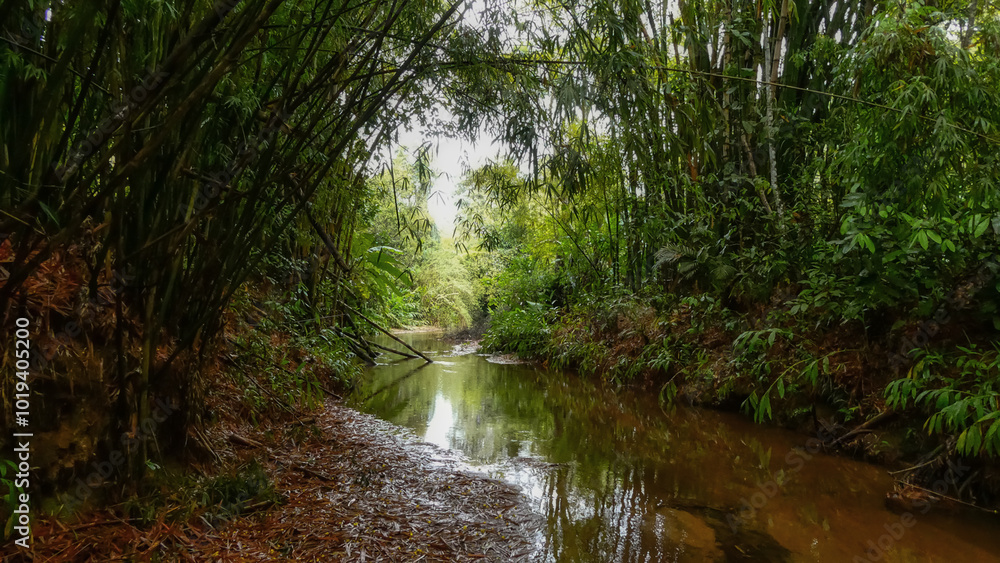 Obraz premium river in the forest