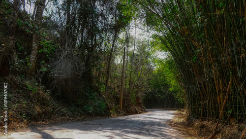 Road in the forest