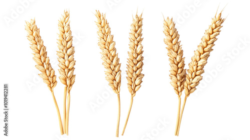 Golden Wheat Stalks: A close-up of four golden wheat stalks, symbolizing abundance, growth, and the bounty of nature. 