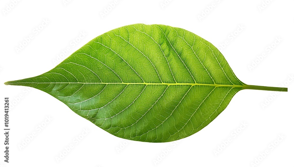Fototapeta premium A close-up of a single, green leaf isolated on a white background shows its veins and fresh, natural texture