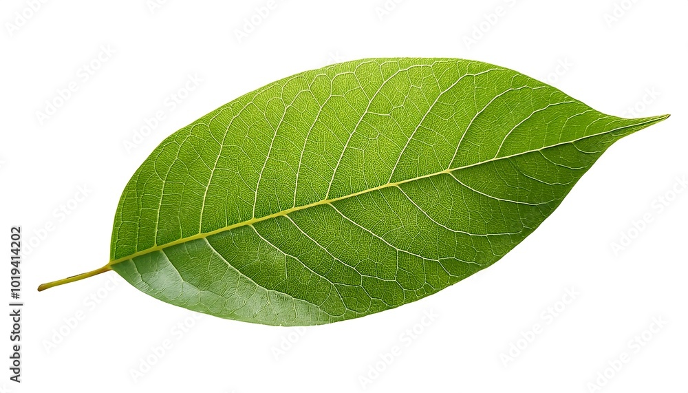 Fototapeta premium A close-up of a single, green leaf isolated on a white background shows its veins and fresh, natural texture